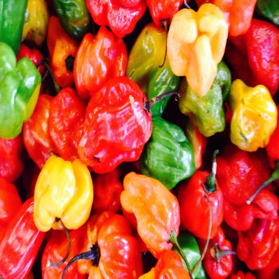 HABANERO HOT PEPPER