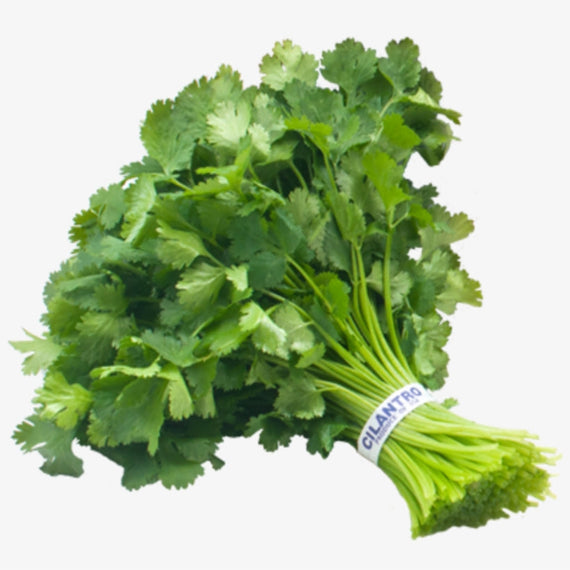 CILANTRO,BUNCH