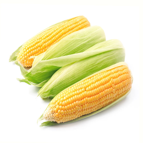 CORN BI-COLOR