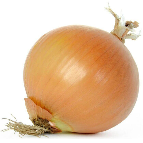 ONION SPANISH