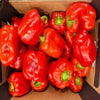 RED PEPPER